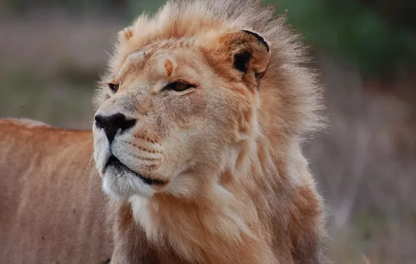 afrique-du-sud-voyage-solidaire-lion