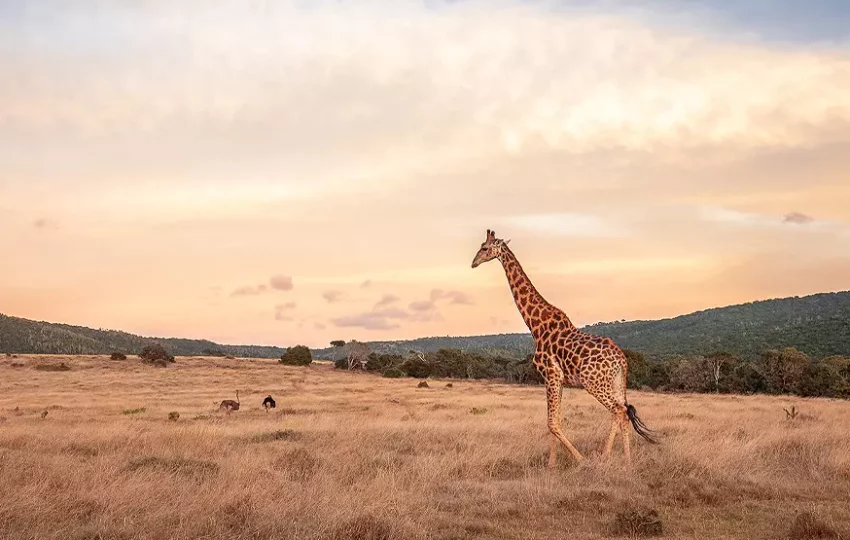 ecotourisme-voyage-evasion-volontariat-afrique-du-sud-animaux