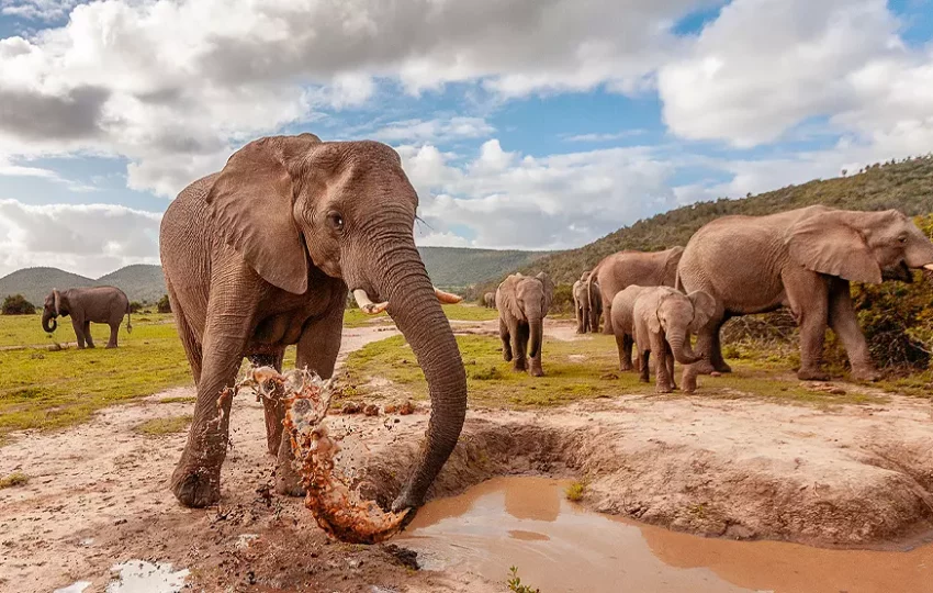 elephant-voyage-protection-animaux-volontariat-afrique-du-sud