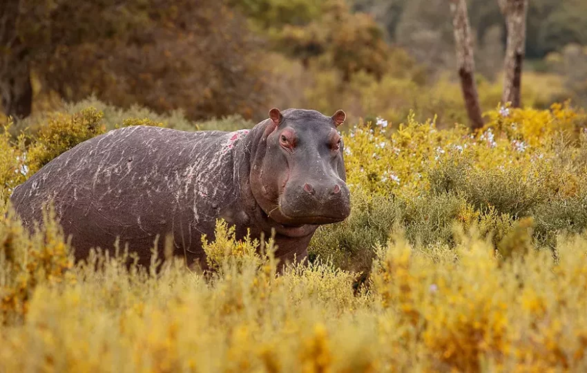 hippopotame-voyage-observation-animaux-sauvages-afrique-du-sud