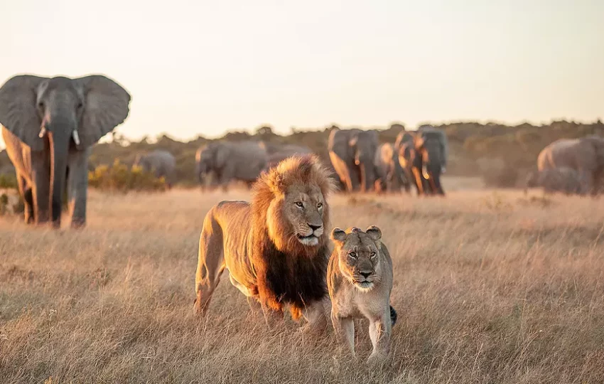 lions-voyage-benevolat-ecovolontariat-afrique-du-sud