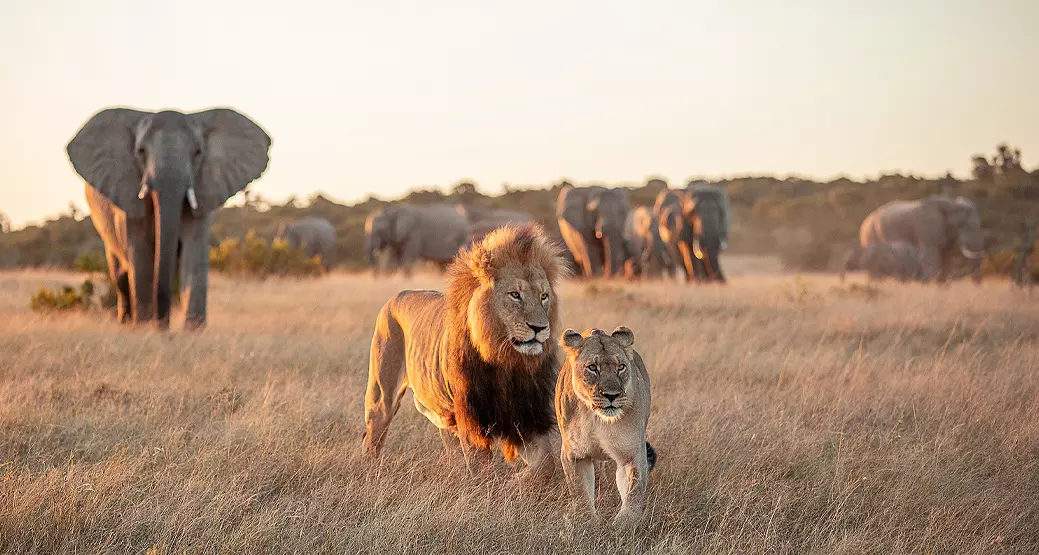 lions-voyage-benevolat-ecovolontariat-afrique-du-sud