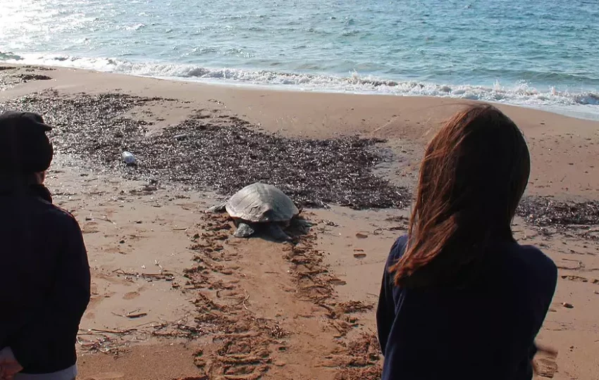 programme-tortues-conservation-voyage-decouverte-benevolat