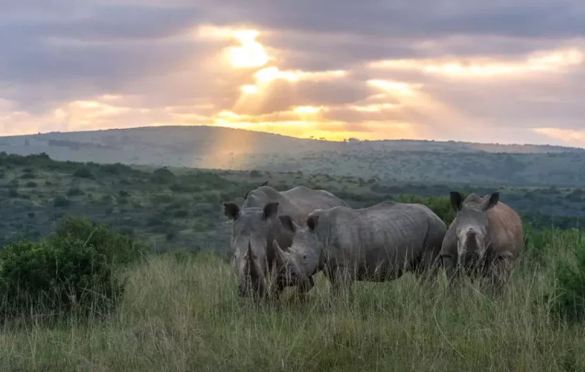 rhinoceros-decouverte-animaux-amoureux-nature-voyage-pour-tous