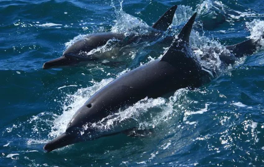 sagittarius-voyage-solidaire-afrique-sud-protection-dauphins