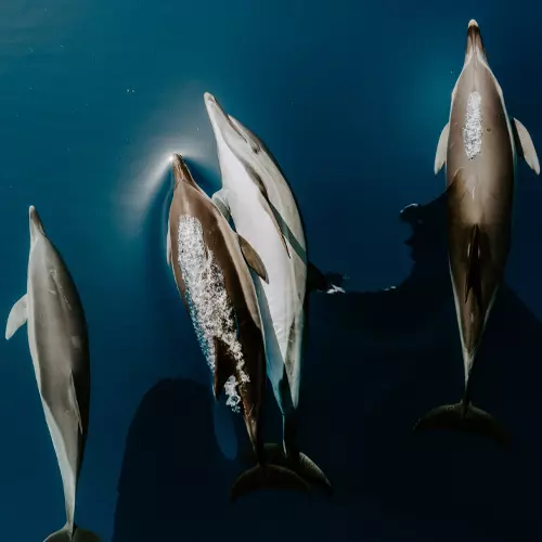 sagittarius-voyage-solidaire-croisiere-obervation-dauphins-cetaces-italie
