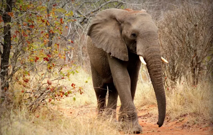 sagittarius-voyage-solidaire-humanitaire-benevolat-ecovolontariat-afrique-sud-elephant