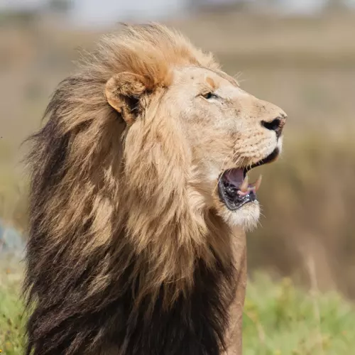 Sanctuaire des Lions en Afrique du Sud