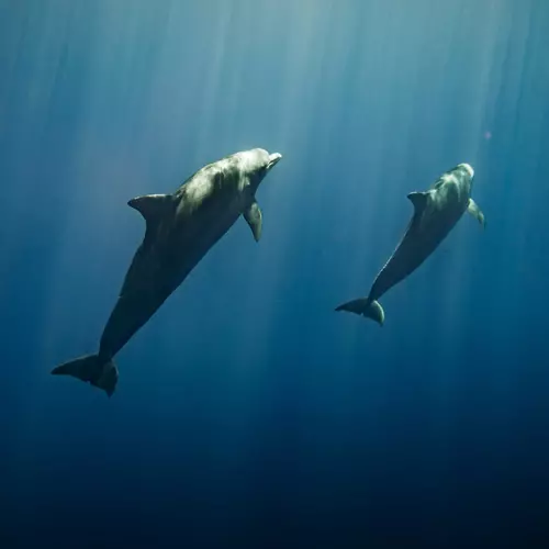 sagittarius-voyage-volontariat-ecotourime-observation-scientifique-dauphins
