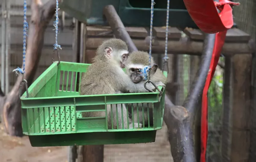 sejour-touristique-afrique-centre-soin-animaux-sauvages-protection-reintroduction-singes