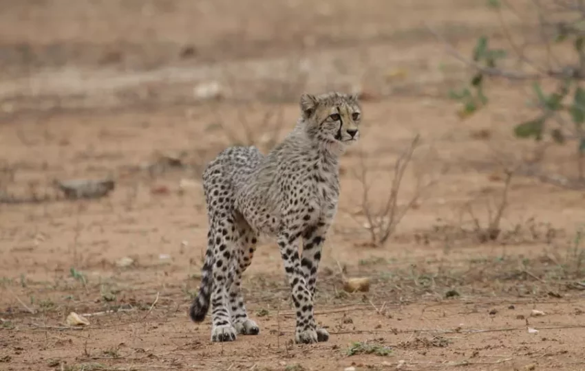 sejour-touritique-afrique-sauvage-guepard-felin