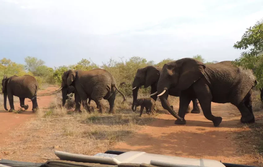 voyage-decouverte-afrique-sud-kruger-elephants-volontariat-benevolat