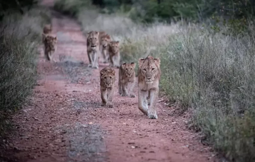 voyage-decouverte-reserve-naturelle-lions-safari