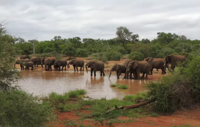 voyage-nature-afrique-sud-kruger-elephant-animaux-sauvages