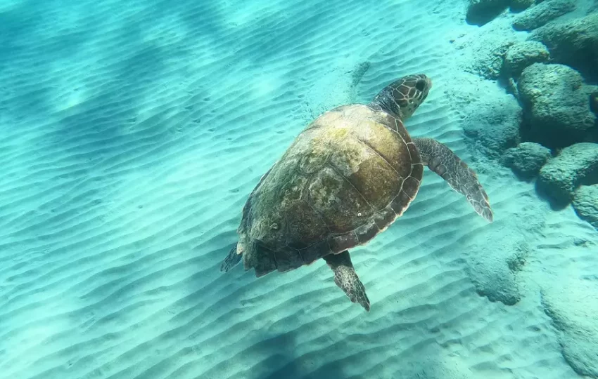 voyage-protection-environement-littoral-mer-mediterranee-tortues