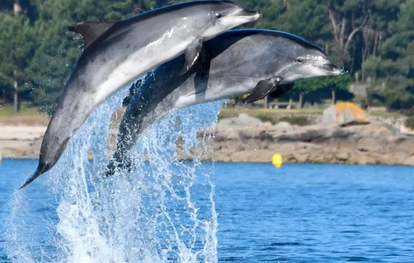 voyage-sejour-decouverte-immersion-nature-scientifique-dauphin