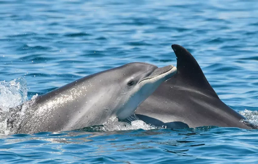 voyage-sejour-espagne-protection-dauphins