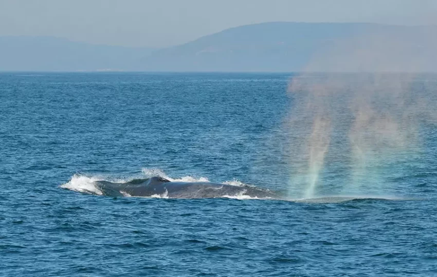 voyage-sejour-humanitaire-pour-jeunes-protection-etude-baleines