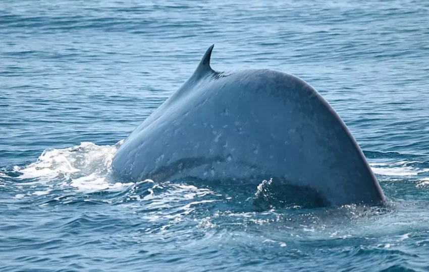 voyage-sejour-nature-biodiversite-respect-nature-baleine