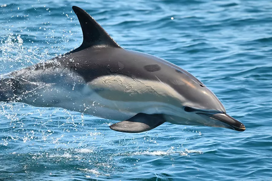 voyage-sejour-solidaire-environnement-biodiversite-dauphins-biologie