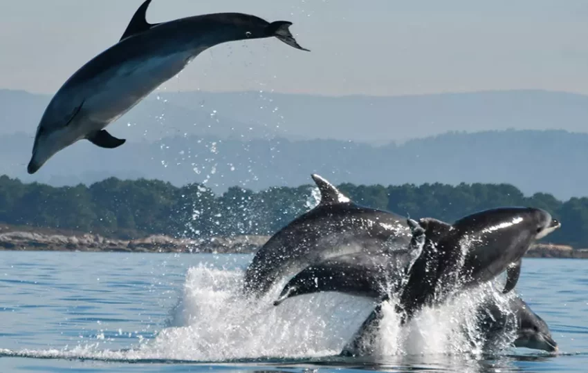 voyage-sejour-week-end-decouverte-animaux-marins-dauphins