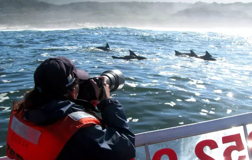 voyage-touristique-ecovolontariat-etudes-scientifiques-cetaces-animaux-marins