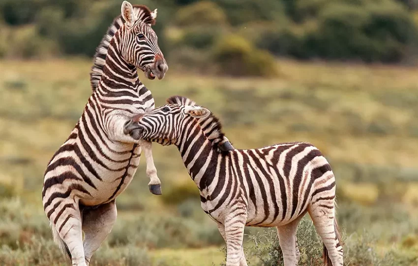 zebre-voyage-protection-animaux-volontariat-ecotourisme