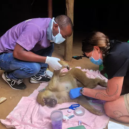 Stage Vétérinaire Animaux Sauvages au Malawi