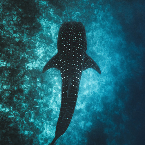Etude et sauvegarde du requin baleine à Madagascar