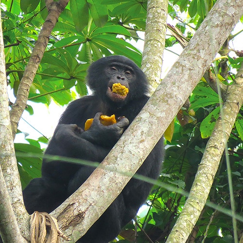 Sauvegarde du Bonobo au Congo