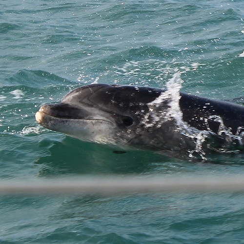 Suivi des dauphins en Bretagne