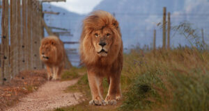 cape-town-afrique-du-sud-lions
