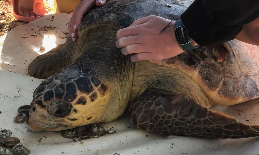 Écovolontaire soignant une tortue caouanne blessée dans un centre de protection en Grèce
