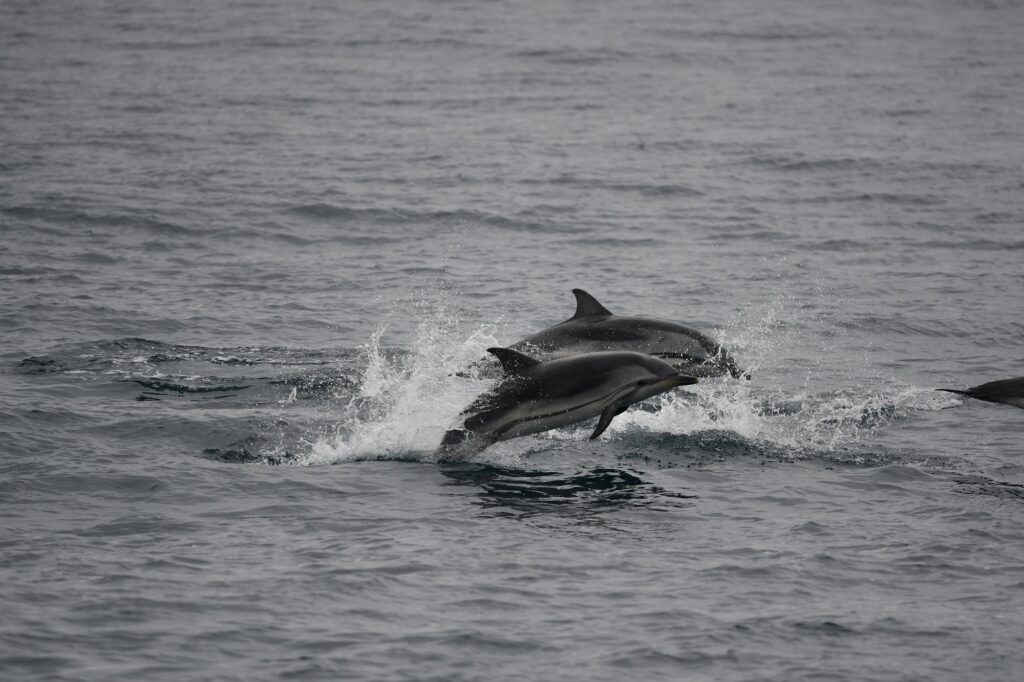 Groupe de dauphins sautant hors de l'eau lors d'une mission d'écovolontariat Sagittarius Voyage