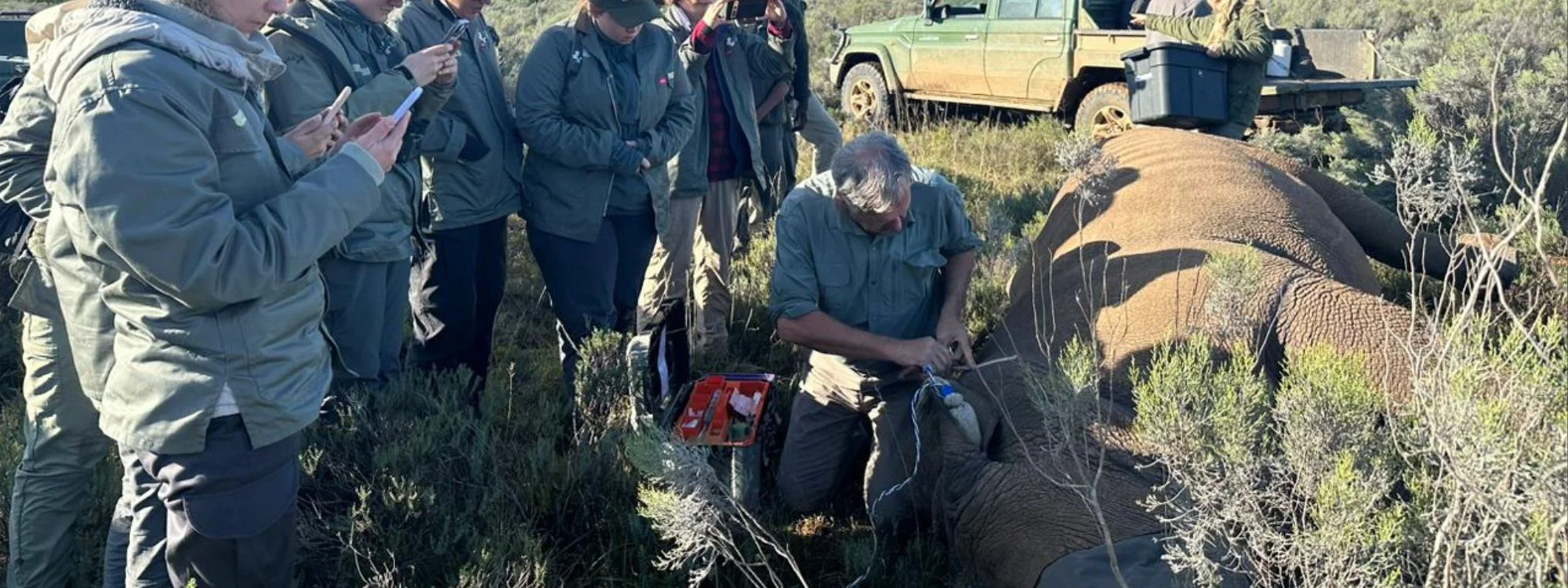 Soins vétérinaires sur un rhinocéros lors d'un programme d'écovolontariat en Afrique du Sud