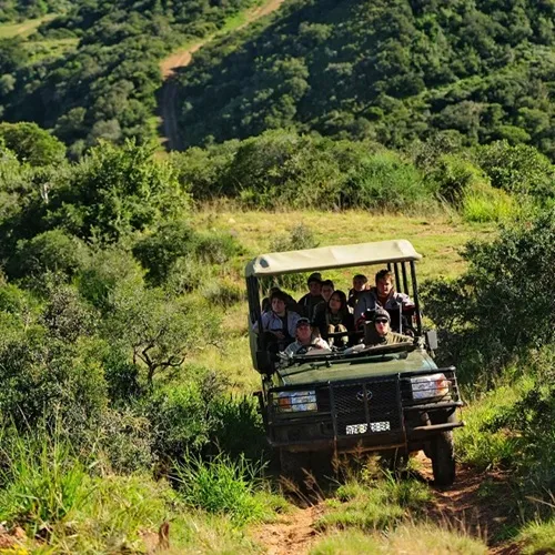 balade-voiture-safari-observation-animaux-afrique-sud