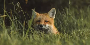 ecovolontariat-benevolat-france-gratuit-animaux-sauvages-centre-soins