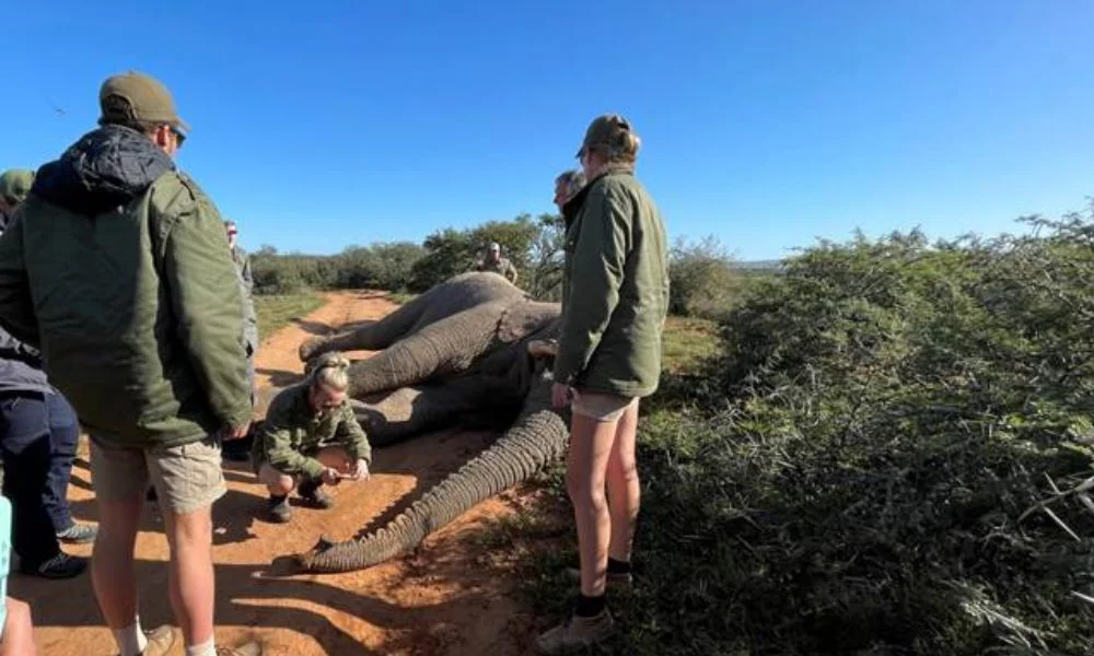 Volontaires participant au suivi de l'impact des éléphants sur la végétation dans une réserve privée d'Afrique du Sud